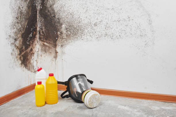 Best Attic Mold Removal  in Flippin, AR