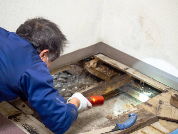 Best Toxic Mold Removal  in Flippin, AR