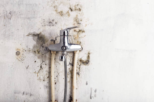 Best Best Mold Removal Companies  in Flippin, AR