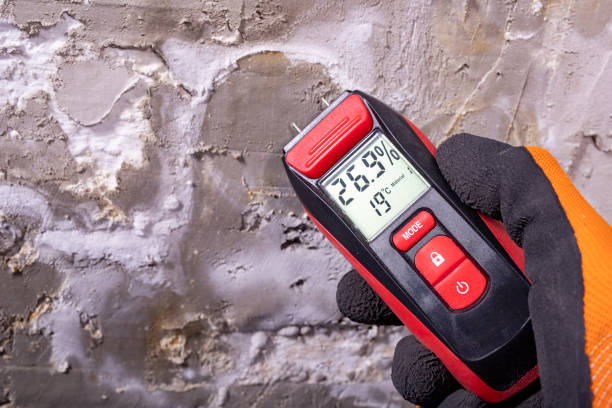 Best Mold Remediation  in Flippin, AR