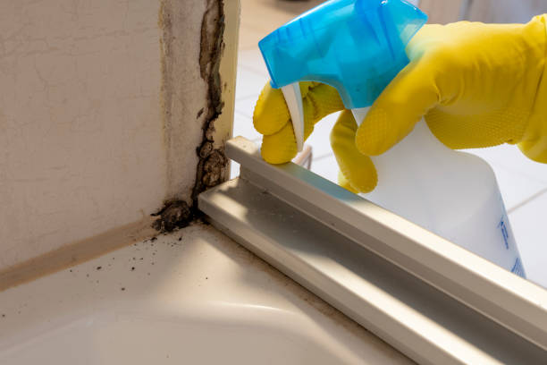 Best Professional Mold Removal  in Flippin, AR