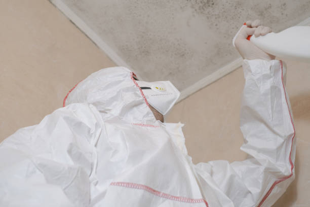 Best Residential Mold Removal  in Flippin, AR